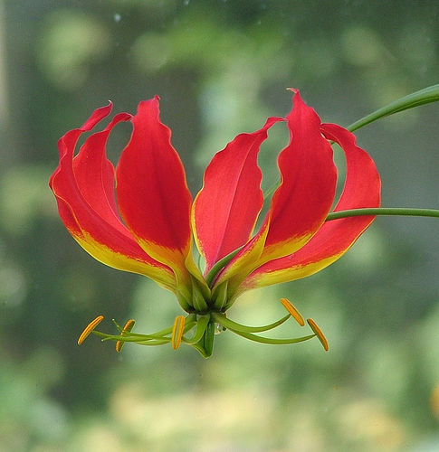 chelseaflowers's profile picture. Personal flower service in London