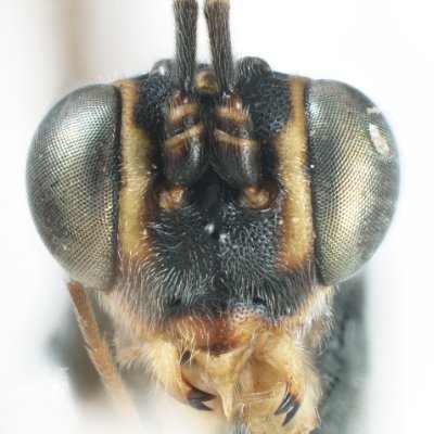 ヒメバチの分類・形態 / Systematic & morphologic study of Ichneumonidae / 北海道大学 昆虫体系