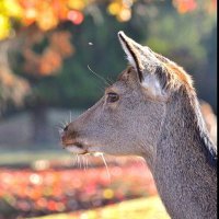 まさき (@cograilbutters) 's Twitter Profile Photo まさき (@cograilbutters) 's Twitter Profile Photo