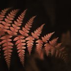Caryl Forrest (@brightwingsnz) 's Twitter Profile Photo Caryl Forrest (@brightwingsnz) 's Twitter Profile Photo