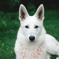 Royphim Namsongwong (@royphim) 's Twitter Profile