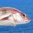 OG HADDOCK avatar