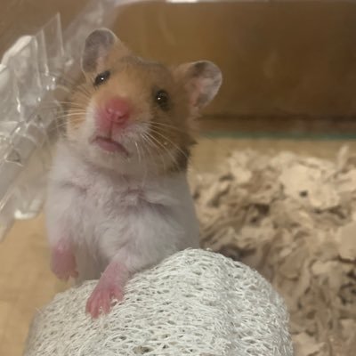 きいろ。さんのプロフィール画像