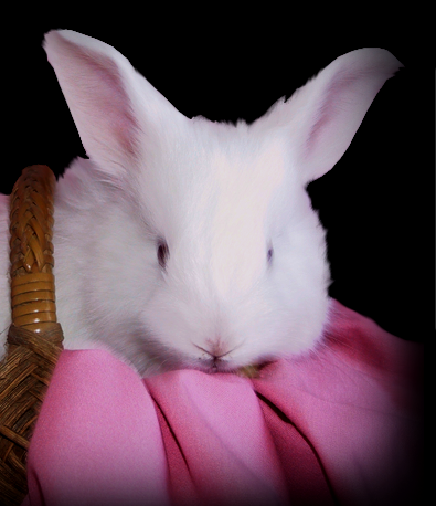 TinaCameron3's profile picture. I raise German & German/English angora rabbits. Keeping Traditions is my etsy shop where I sell angora fiber, roving, yarn, and hand made items.