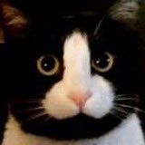 Barry Stanton respecter (@longhousecat) 's Twitter Profile