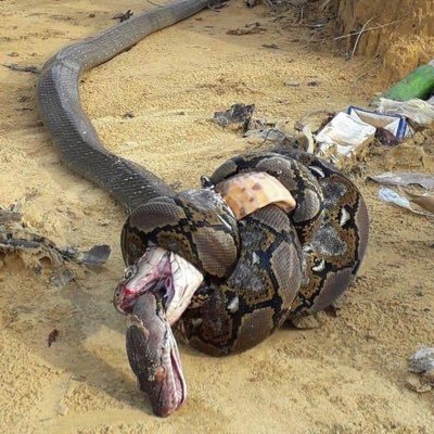 vickyfundzzzz's profile picture. I love love @chelseafc 🇨🇦🇳🇬