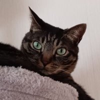 きじとら R5Z_C_Kt_200x200.jpg