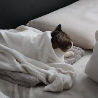 天気のねこ (@neko_weather) Twitter profile photo