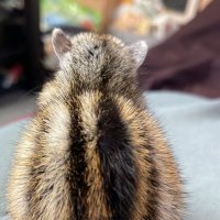 まっつん (@swingbears_wow) 's Twitter Profile