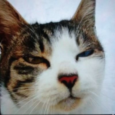 ランシドさんのプロフィール画像