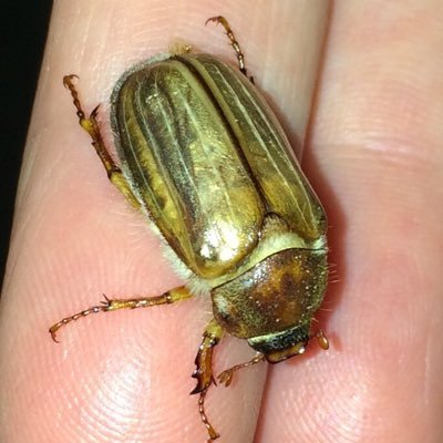 DaCryptJimbo's profile picture. Dear host please dont reroll me my previews account @.JanWinGosa and @.PickNaGoSa has been suspended, i am not multi 😭😭🙏🙏🙏 👉🏼 i got ghost ban😀