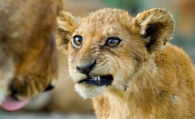 samamuseplu's profile picture. Une poule sur un mur qui picote...