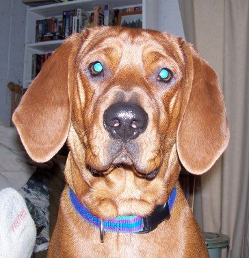 AnnasDogWalking's profile picture. Professional Dog Walker in the El Cerrito/ East Bay area.  Dog*Tec Certified, R+, Licensed, Insured, and Bonded.  In-home pet sitting services.