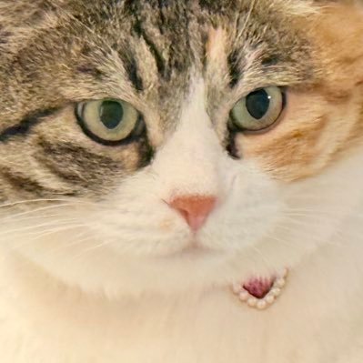 ann8105's profile picture. 미봉 홍차 꿀차 녹차와 함께 살아요~