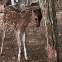 amira (@amiraaghazy) 's Twitter Profile