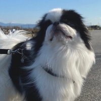かわいいいぬ (@kawaii_inu_chin) Twitter profile photo