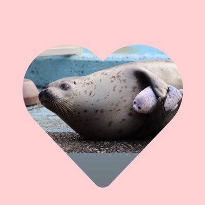 もちもちちゃんのファンです💓🦭東武動物公園のゴマフアザラシファミリーが大好きです♡ #もちもち (3歳) #もちもちあざらし #もちもちのいる暮らし #まいにちもちもち #もちまるきょうだい #もちもちネイル #もち活 #はなまる