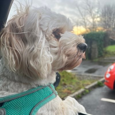 dclbt90's profile picture. 