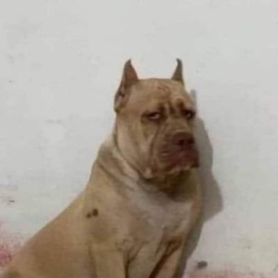 killerdarkness5's profile picture. 