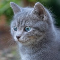 アキ (@auturmfall) 's Twitter Profile