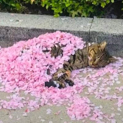 michela_vargas's profile picture. 