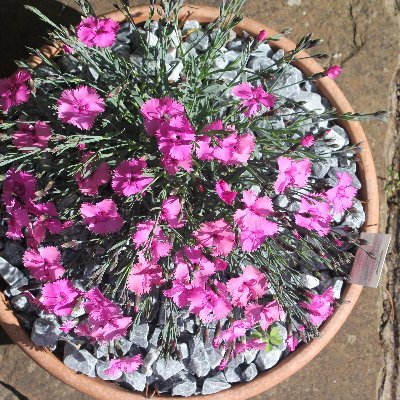 PapayaRules's profile picture. US/UK citizen.🌱 Fight for the animals, homeless, maligned, underprivileged and underserved. Very happily wed.  #vestibularmigraine , #PPPD #IBS