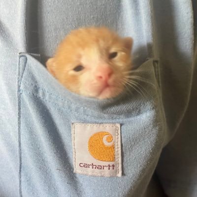 eggs_oyster's profile picture. nonchalant and sigma