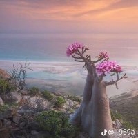 طلال محسن (@llnr4191531) 's Twitter Profile