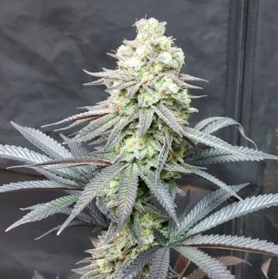 Willbone03's profile picture. farmers, not felons