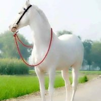 احمد علي (@nikmharem5) 's Twitter Profile