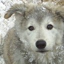 Hank Dean - @henryhokk - Twitter