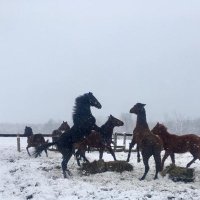 "Long live freedom, dammit!" (@andyj978) 's Twitter Profile