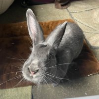 gruyére🐇 (@gruyere8myshoe) 's Twitter Profile