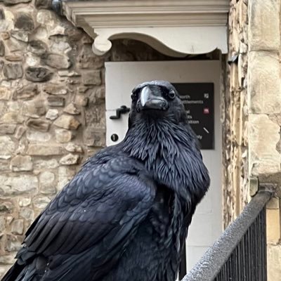 hashtag_hashtak's profile picture. birbs arent real