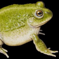 GamerTheFrog(Frog Vtuber πΈ) (@gamerthefrog) 's Twitter Profile Photo GamerTheFrog(Frog Vtuber πΈ) (@gamerthefrog) 's Twitter Profile Photo