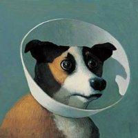 ポイ活の歩き方🚶 (@point_get_dog) 's Twitter Profile