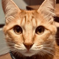 モーリー (@nibtbbqzsjdwd7w) 's Twitter Profile