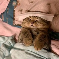 å (@anonosuw) 's Twitter Profile