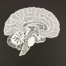 neuNeuroX's profile picture. Neuroscience | Behavioural Economics | Christian | Conservative