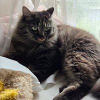 アーリーS@ニャオスペーシアン (@a_ri_sans) 's Twitter Profile Photo