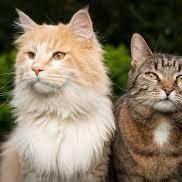 愛する茶色のトラ猫、スサナと平和に暮らし続ける方法を探しています。猫が大好きで、毎晩3時過ぎには寝てしまいます。睡眠時間を無駄にしたくないので、猫と遊んでいます。よろしければ私のメディアをご覧ください。