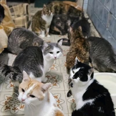 Our dear friends , the shelter has accumulated debts.
Last month, we asked for your support to clear our monthly expenses, but a few people donated....
