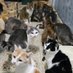SHELTER ANIMALS AID (@she_lters_ua_11) Twitter profile photo SHELTER ANIMALS AID (@she_lters_ua_11) Twitter profile photo