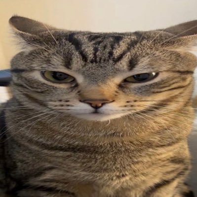 spcect's profile picture. I am a cat, I am in space