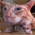 orange cat (@tringle_bingle) Twitter profile photo orange cat (@tringle_bingle) Twitter profile photo