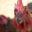 Sara Beebe - @cherryridge77 - Twitter