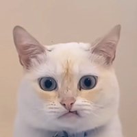 かつーんᯅꕤᯅ𓂅ǂꕤ (@sarashi_kensho) 's Twitter Profile
