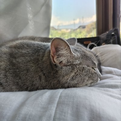 marucorone's profile picture. https://t.co/RxAR4nGmqX