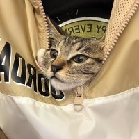 Cookieeee Cat(互fo互❤️) (@cookieeepppie) 's Twitter Profile