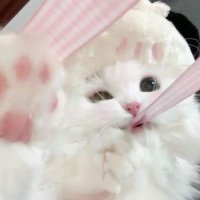 ℳ𝒾𝓁𝓀𝓈𝒽𝒶𝓀𝑒✩ (@bf_bbxifern) 's Twitter Profile Photo ℳ𝒾𝓁𝓀𝓈𝒽𝒶𝓀𝑒✩ (@bf_bbxifern) 's Twitter Profile Photo